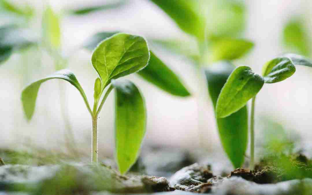 Will You Grow?